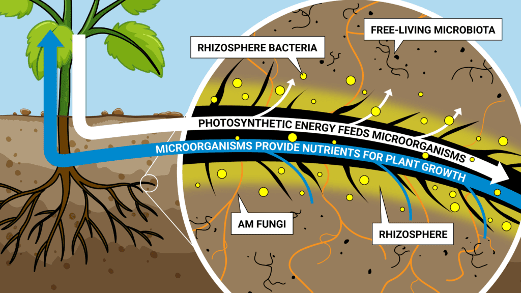 Diagram of a plant's rhizosphere for Ecogrowth International